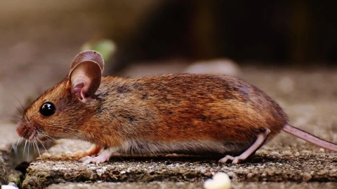 La mutación puede bloquear el VIH