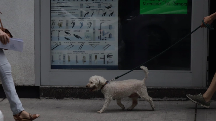 En aumento el índice de mascotas abandonadas