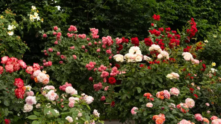 jardín de rosas