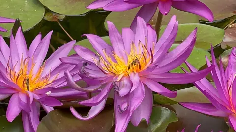 victoria-amazonica, lirio en Jardín Botánico de Culiacán.jpg