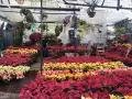 En estos mercados de flores puedes comprar nochebuenas en la CDMX