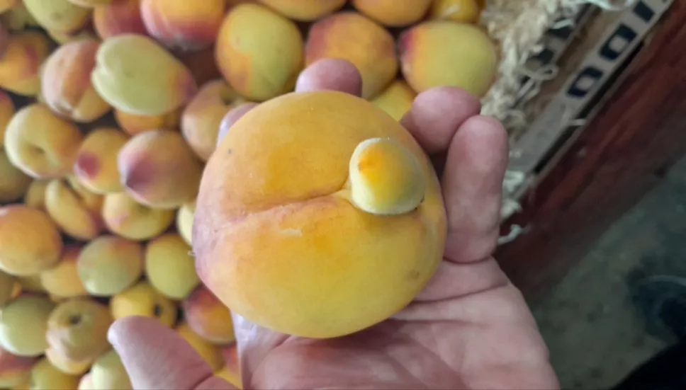 Alerta por frutas contaminadas