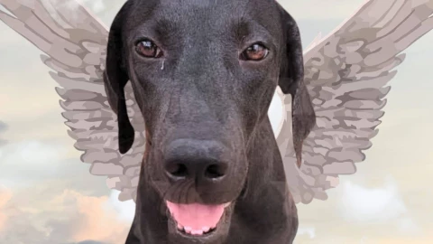 ¿De qué MURIÓ Negrita? Así fueron los últimos días de la perrita que fue atropellada 3 veces en Kanasín