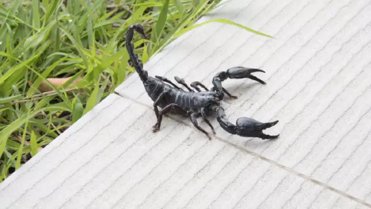 Picaduras de alacranes aumentan en México