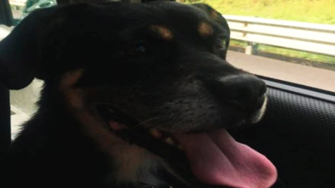 ¿Qué es la Caravana Bienestar Animal Edomex y cuáles son los beneficios para tu mascota?