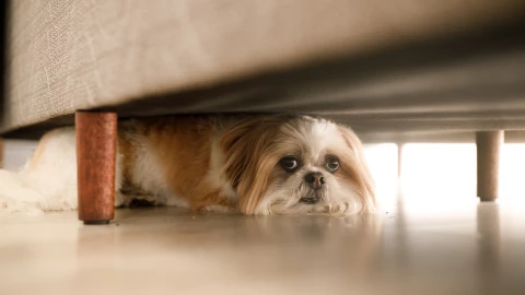 Muere perrita tras asustarse por pirotecnia