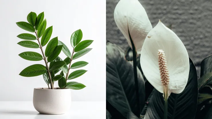 Plantas ZZ y lirio de la paz