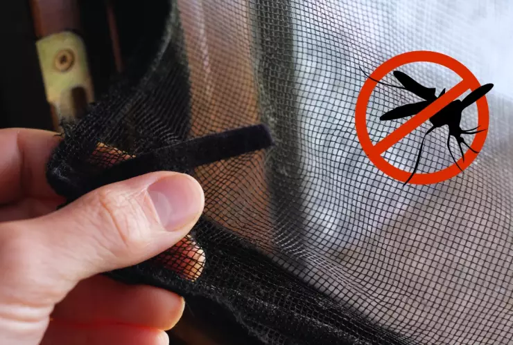 ¿Cómo eliminar a los mosquitos de tu hogar 5 formas naturales para hacerlo.