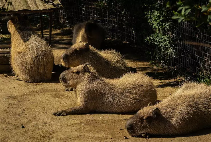¿Dónde ver capibaras en Morelos?