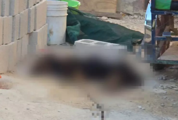 Muere perrito atacado por picaduras de abejas africanas en Yucatán