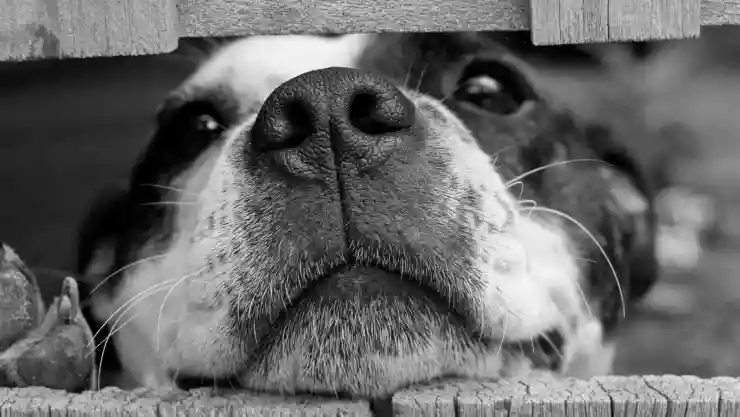 donan comida envenenada perros .jpg