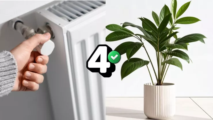 /estilo-de/4-unicas-especies-que-sobreviven-a-tu-calefaccion-en-invierno