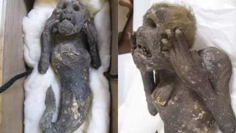 VIDEO Revelan misterio de una sirena momificada hace 300 años
