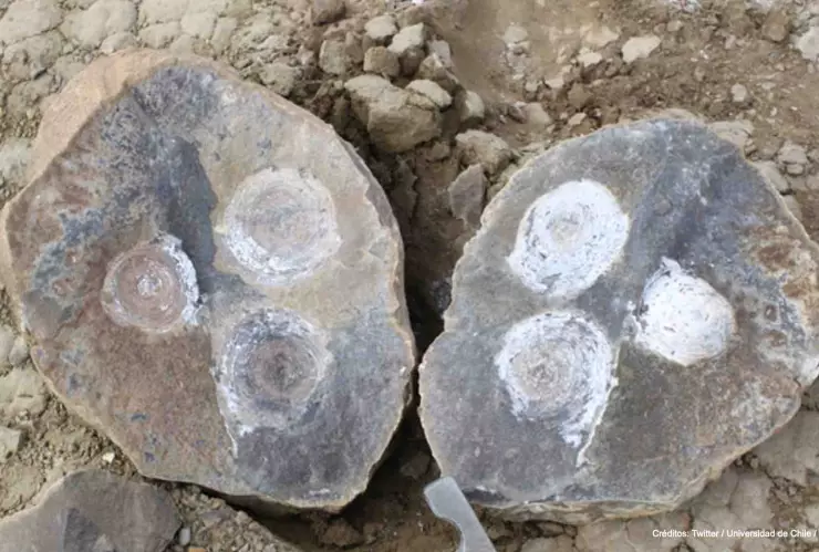 huevo dinosaurio universidad chile.jpg