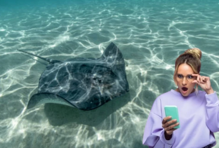 Las playas de Quintana Roo donde es más probable que te salga una mantarraya