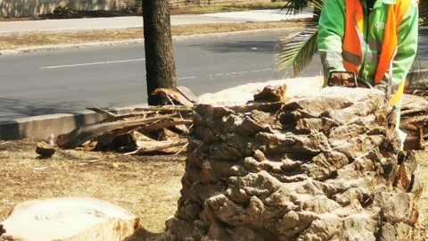 Tronco de palmera enferma.jpeg