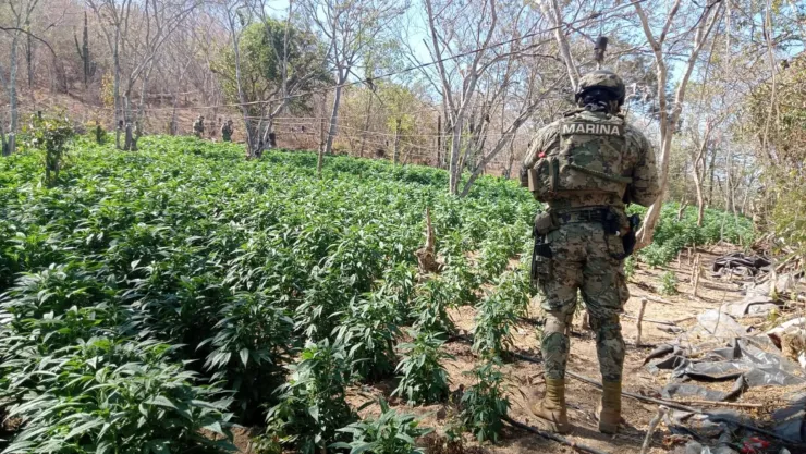 Encuentran plantíos de marihuana en El Limoncito