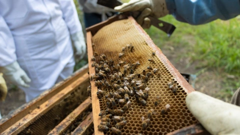 Los apicultores deben checar continuamente los bastidores donde se encuentran las abejas para determinar si deben mover las cajas de lugar, cuánto tiempo falta para la cosecha de miel, etc.”