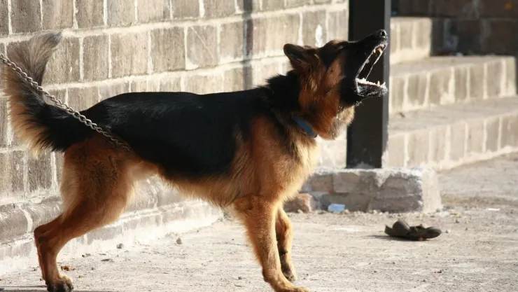 /especiales-azteca/3-razas-perros-mas-ladran-pb-notas