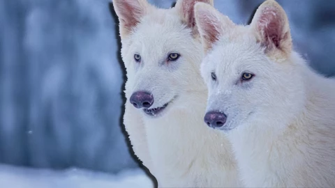 Lobo Terrible ¿Cómo los científicos revivieron al animal extinguido hace 12.500 años?