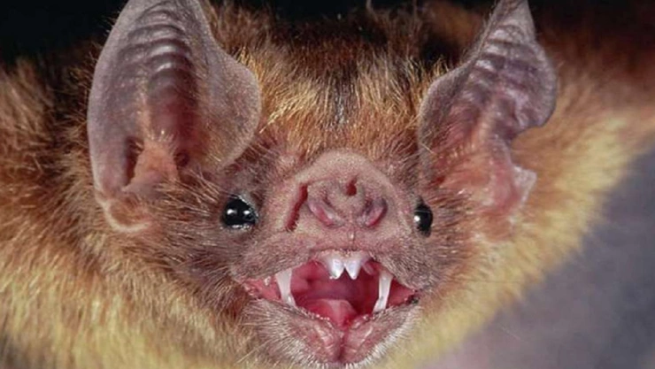 muere menor por rabia