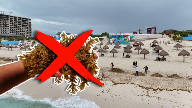 ¿Quieres saber qué playas hay sin sargazo en Cancún y todo Quintana Roo HOY 11 de mayo de 2026_ Lista completa.webp