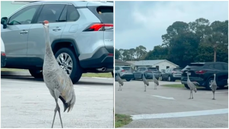 Aves en Florida mantienen comportamiento extraño por Huracán Milton