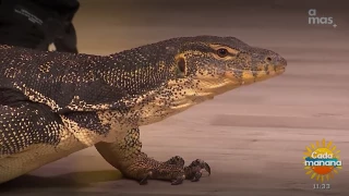 ¿Existen los lagartos gigantes?