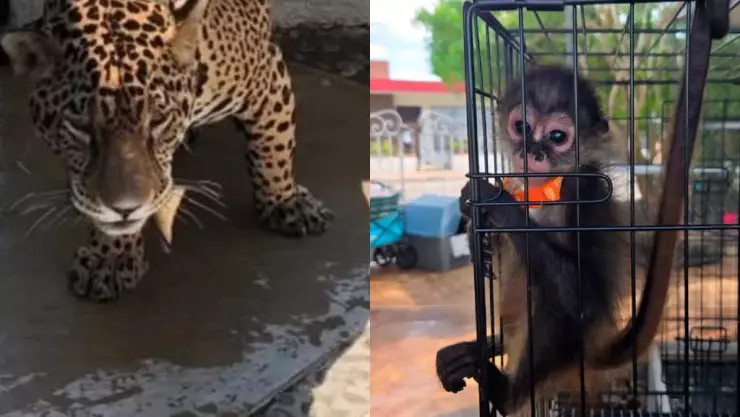 Rescatan a MONO araña en tianguis de Mérida y descubren un jaguar dentro de una vivienda