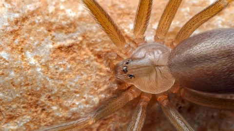 Antídoto para picadura de araña violinista en Yucatán y México podría costar hasta 30 MIL PESOS; ¿dónde comprarlo?