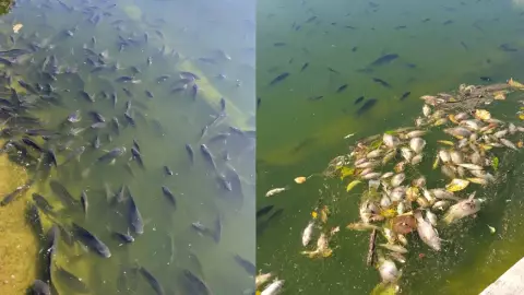 peces mueren masivamente lago chapul