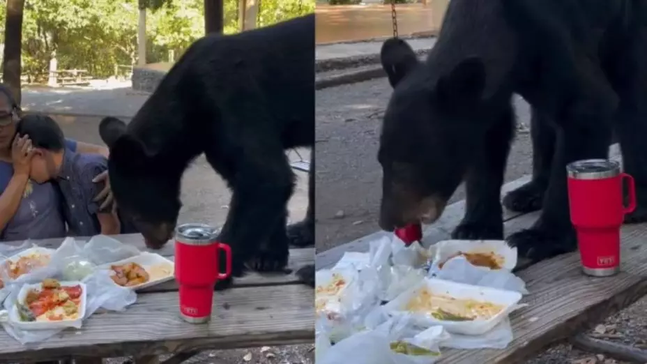 Oso devora comida junto a familia