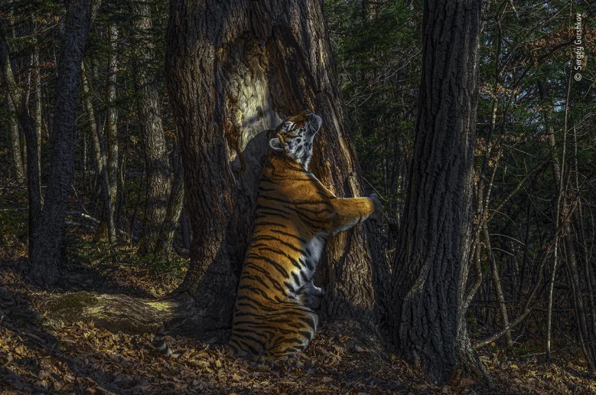Recorrió el bosque en busca de señales de tigres de Amur o siberianos para instalar su cámara trampa. Sabía que sus posibilidades de fotografiar uno eran escasas, pero estaba decidido. “A partir de entonces, no pude pensar en nada más”, dice. Después de 10 meses, su dedicación valió la pena: capturó un raro vistazo de este magnífico tigre en su hábitat salvaje.
Estos gatos solitarios intercambian información vital, como la necesidad de parejas, dejando olor, pelos, orina y otros marcadores en puntos prominentes, incluidos los troncos de los árboles. En el lejano oriente de Rusia, persiste una población de alrededor de 500 tigres de Amur, que ocupa un fragmento de su antigua tierra. Amenazados por la pérdida de hábitat y la caza furtiva, estos tigres están al borde de la extinción.