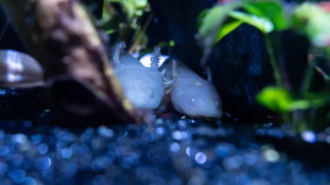 Ajolote mexicano luminscente