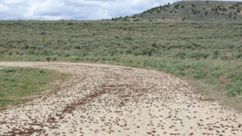 qué-son-grillos-mormones-plaga-ataca-campos-carreteras-casas-nevada-estados-unidos-video-plaga
