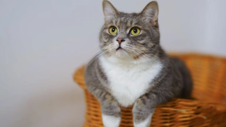 gatos dueños padres