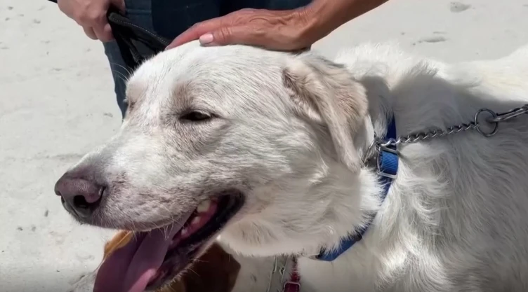 Perros de terapia brindan consuelo tras derrumbe en Miami.jpg