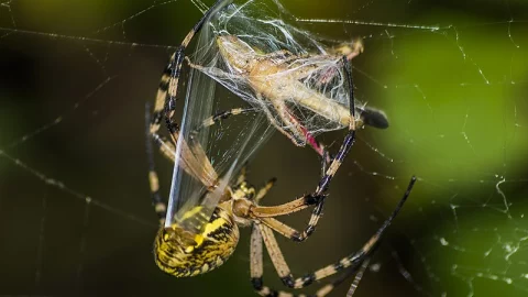 Estados Unidos lluvia de arañas gigantes 3.jpg