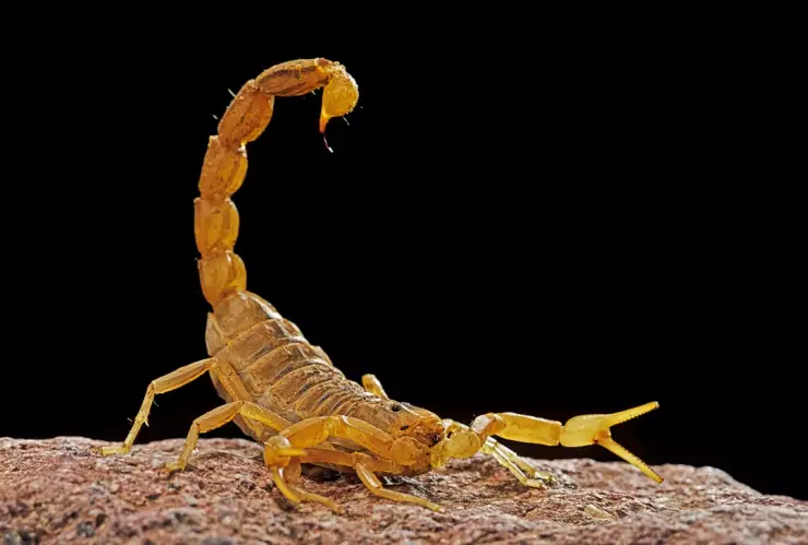 Comprobado: Esta es la zona donde están los alacranes más venenosos, según experta