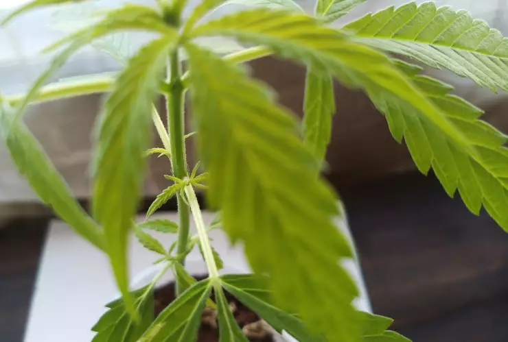 Tailandia, mariguana, despenalización 1.jpg