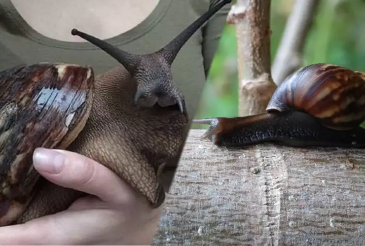 Caracoles africanos gigantes.jpg