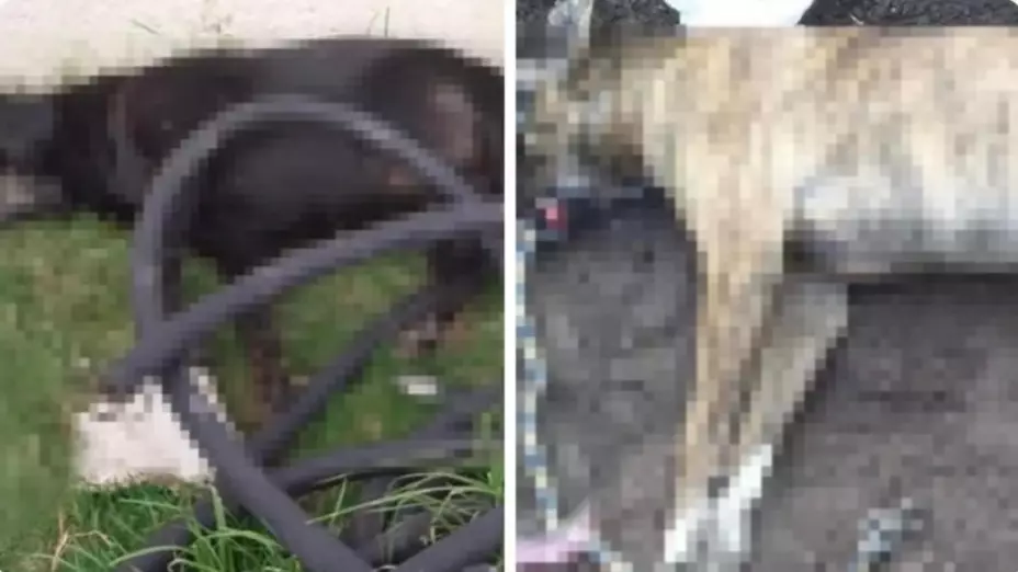 Envenenan-15-perritos-piezas-de-pollo-Edomex-caso-maltrato-animal