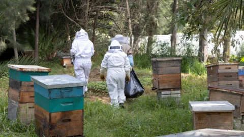 Entre árboles y plantas se encuentra el apiario, que alberga más de una decena de cámaras de cría.