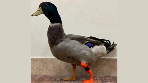 patito con su prótesis.png