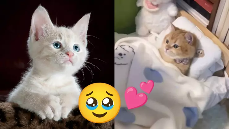 ¡Se armó el debate! Video de gatito consentido como un bebé provoca polémica en redes sociales