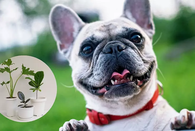 Evita que tu perro se orine en las macetas con este trucazo