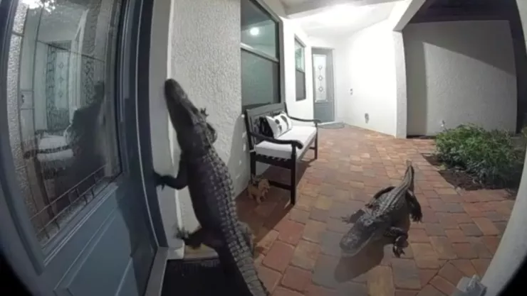 Terror en Florida: Dos caimanes intentaron entrar en una casa