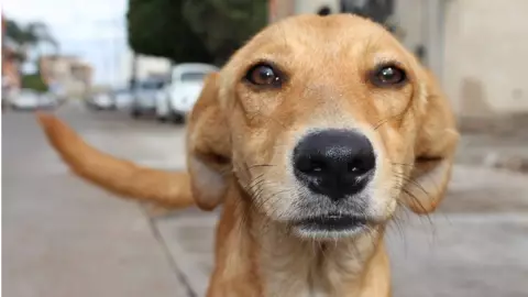 maltrato animal ley morena.jpg