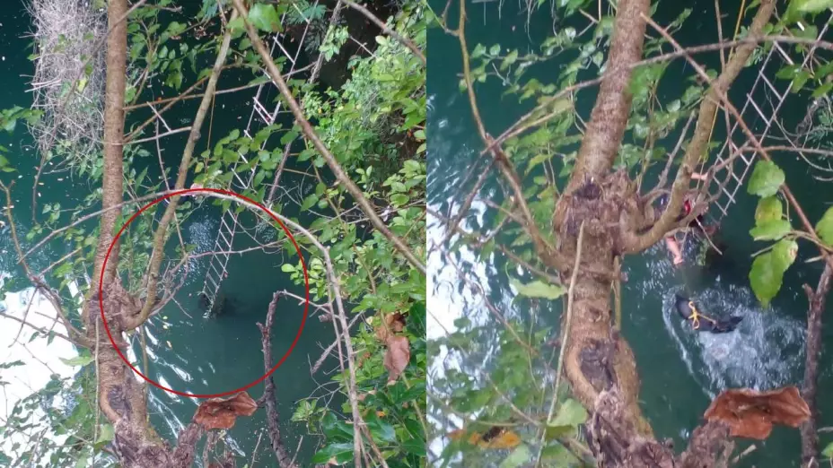 rescatan perrto que cayo en cenote