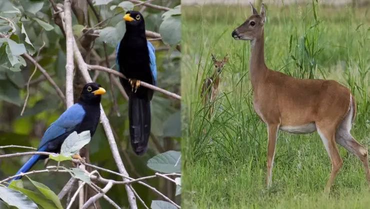 ¡Hermosas postales! Captan a charas yucatecas sobre un venado; se viralizan en redes